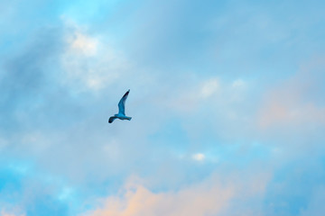 Gull flying in a blue cloudy sky in winter
