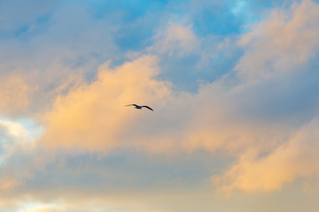 Fototapeta na wymiar Gull flying in a blue cloudy sky in winter 