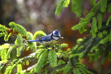 Wild blue tit eating grubs perched on a fir tree