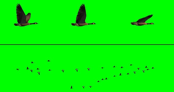 Flock of Canada geese flying in v-formation on a green background