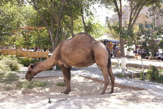 camel on the street of old Khiva, Uzbekistan.