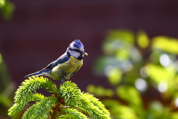 Wild blue tit eating grubs perched on a fir tree