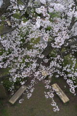 cherry‐blossom viewing