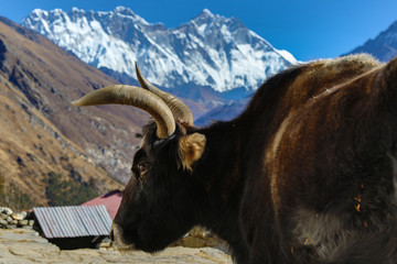 Yak vor Mt. Everest und Lhotse am Kloster Tengpoche