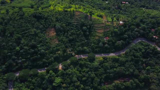 Aerial view of tea plantations and winding road through the forest drone footage