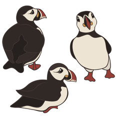 Puffin vector set isolated on white background. Puffin bird in different poses and view. Cute cartoon Icelandic puffin. Back, front and side view. Black and white bird with multicolored beak.