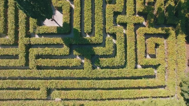 Hedge maze in city park. Labyrinth in the bushes. Beautiful summer in town, green trees. Woman is walking through a maze - 4K Drone Footage