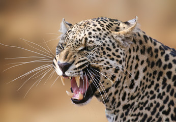Snarling leopard portrait