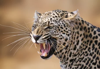 Selbstklebende Fototapete Leopard Knurrendes Leopardenporträt