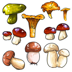 Vector beautiful set of Mushrooms. Illustrated isolated on white background. Button mushroom, background, backdrop design.
