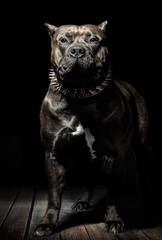 Stolzer Pitbull American Bully Hund