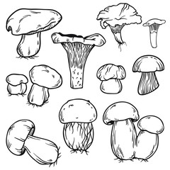 Vector set of mushrooms in line art and sketch style. Isolated on white background.