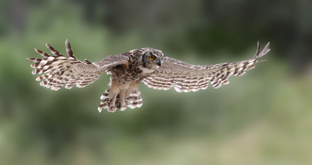 Fototapeta na wymiar Eagle owl in flight