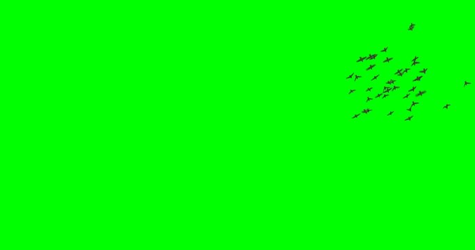 Flock of birds (sparrows) flying all around the frame, on a green background.