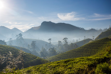 Beautiful green tea plantation in Sri Lanka - obrazy, fototapety, plakaty