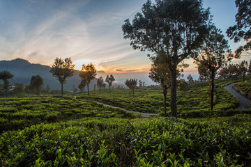 Beautiful green tea plantation in Sri Lanka