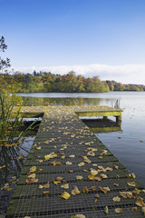 Autumn leaves litter a jetty and the lake at Bolam as trees take on their autumn foliage.
