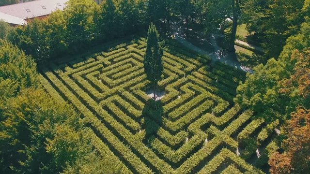Hedge maze in city park. Labyrinth in the bushes. Beautiful summer in town, green trees. Woman is walking through a maze - 4K Drone Footage