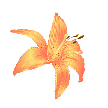 Lily yellow flower Lilium candidum editable on a white background vector illustration editable Hand draw