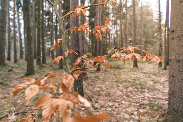 color mixed forest in winter