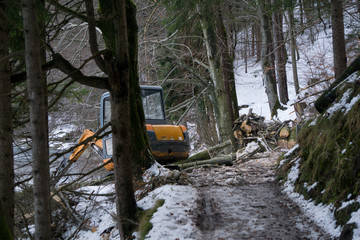 Forest exploitation in a coniferous forest in the mountains of Austria