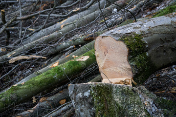 Fototapeta premium Tree felling in a winter forest in the mountains of Austria