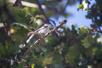 Oak Titmouse