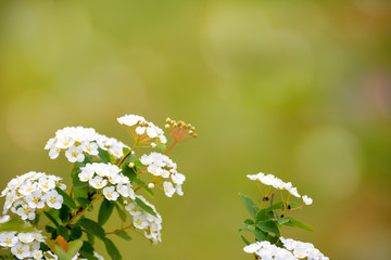 Blooming spirea on green blurred background