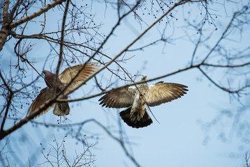Two pigeons seen from low angle through branches