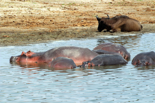 Wilde Nilpferde in den Gewässern von Uganda Afrika