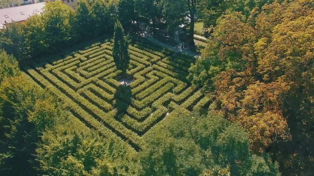 Hedge maze in city park. Labyrinth in the bushes. Beautiful summer in town, green trees. Woman is walking through a maze - 4K Drone Footage