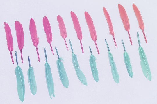 Colorful feathers, light pastel background