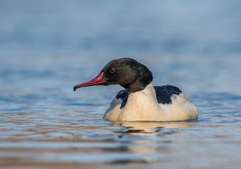 samiec nurogęsi © dejuna