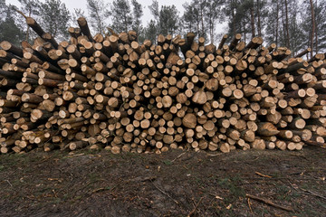 A large pile of wood on a background of a pine forest. Piles of wood by a sawmill.
