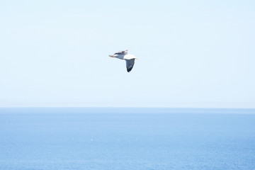 Fototapeta na wymiar seagull and blue sky 