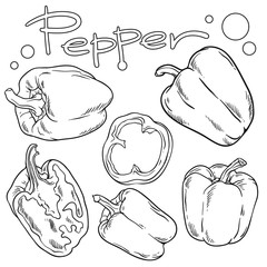 Vector set of pepper. Isolated on white background. Line art style. Vegetables.