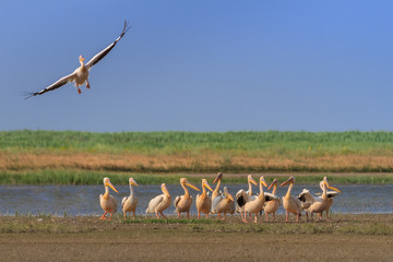white pelicans (pelecanus onocrotalus)