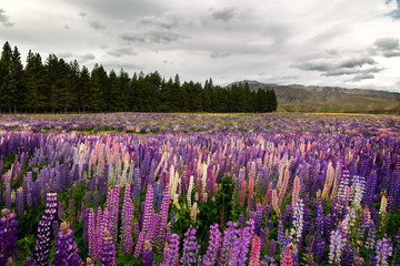 Landscape of New Zealand mountains with a field of wild lupins on foreground, Canterbury, NZ