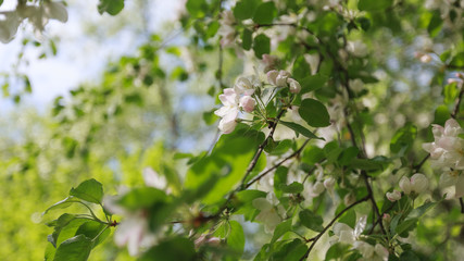 Spring, Trees Apple blossoms, White, Pink Flowers sunlight 