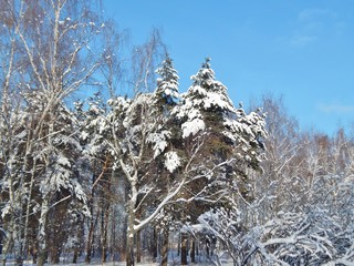 pine covered with snow, a branch of a tree in a winter forest on a blue sky