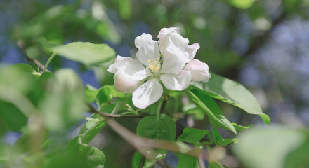 Spring, Apple blossoms, White, Pink Flowers sunlight 