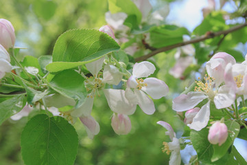 Spring, Apple blossoms, White, Pink Flowers sunlight 