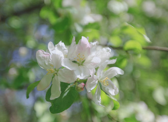 Obraz na płótnie Canvas Spring, Apple blossoms, White, Pink Flowers sunlight Retro Pastel