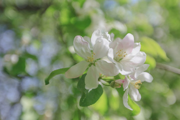 Fototapeta na wymiar Spring, Apple blossoms, White, Pink Flowers sunlight Retro Pastel