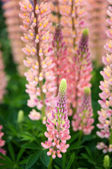 Salmon pink wild lupin flower, closeup.