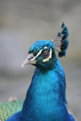 Fototapeta premium Pfau Detail