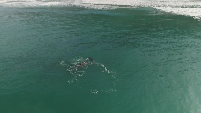 Revolving aerial shot circling around a pod of playful dolphins in the ocean amongst the waves. Sunlight reflects off the surface.