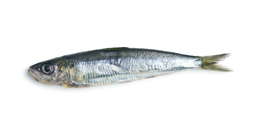 Raw sardines fish.