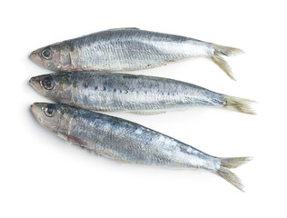 Raw sardines fish.