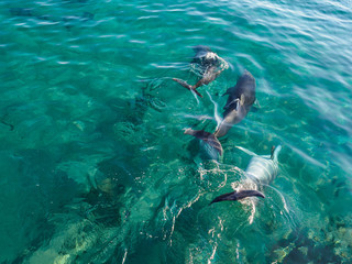 Three frolicking dolphins.
